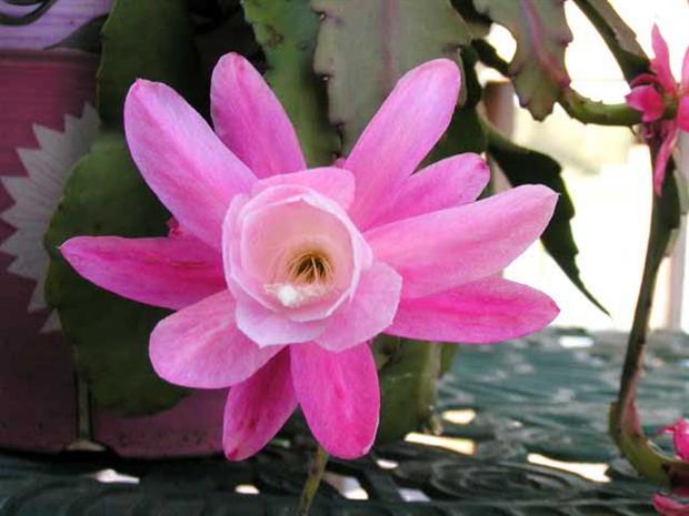 CACTUS FLOWER