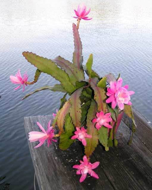 Flowering Cactus