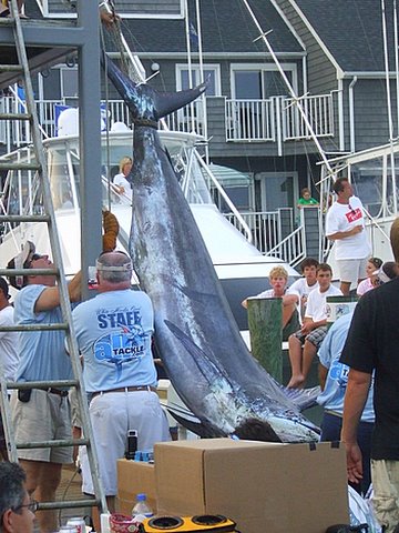 White Marlin Open 2007