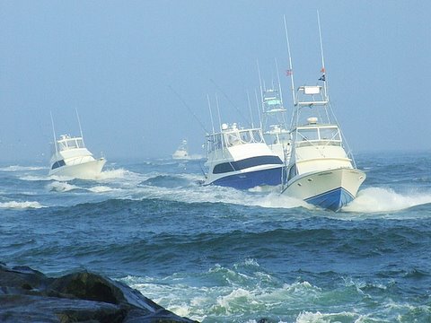 White Marlin 2007