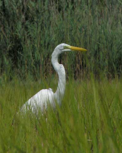 Egret on Manklin Creek