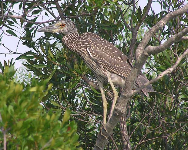 Young Yellow-Crowned Night Heron