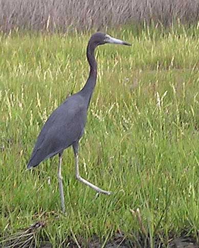 Little Blue Heron