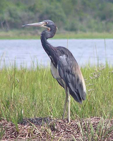 Tricolored Heron