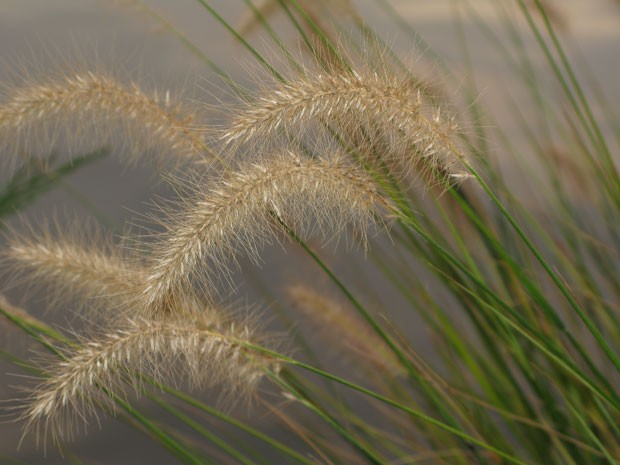 Grass in Shade