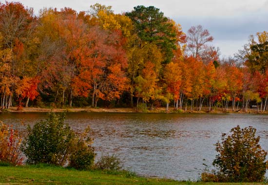 Fall Colors