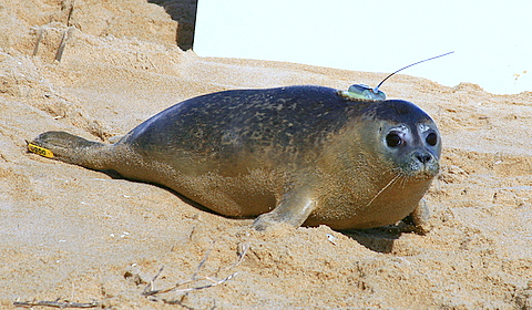 Seal release