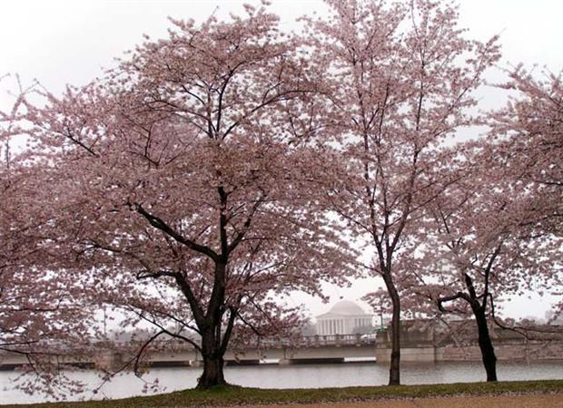 Cherry Blossoms in DC