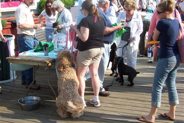 Board Walkin For Pets