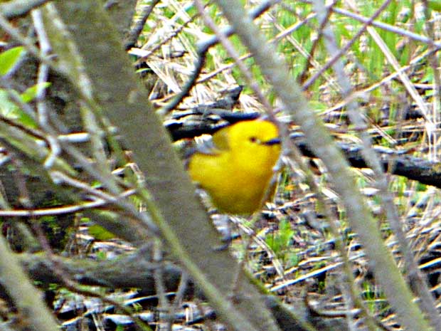 Prothonotary Warbler