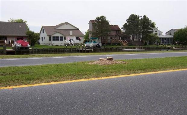 Removed tree on Ocean Parkway