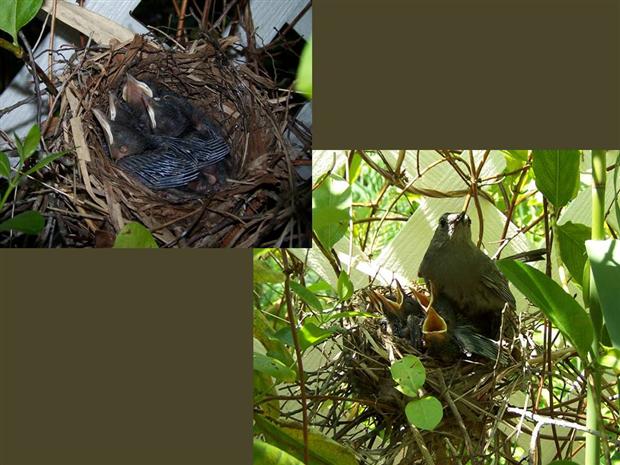 Catbird Babies