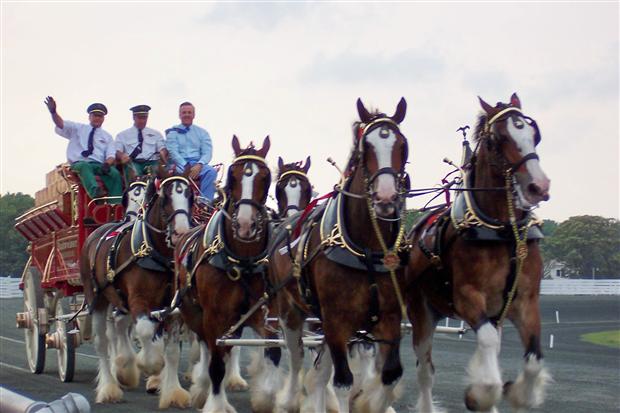 Budweiser Clydesdales