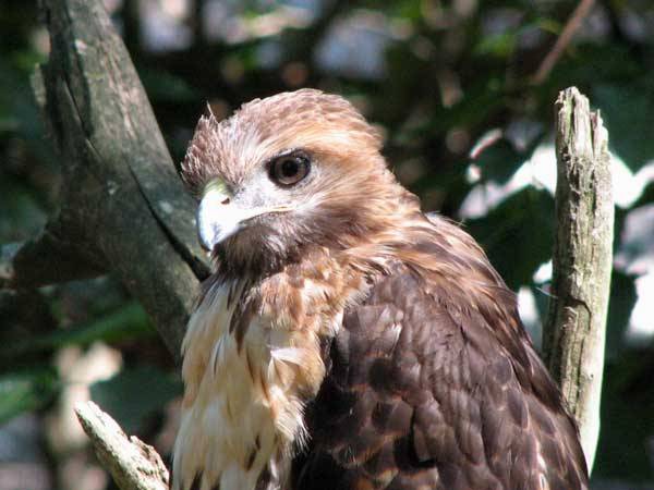 Salisbury Zoo