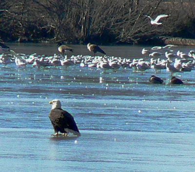 Eagle on South Pond Ice