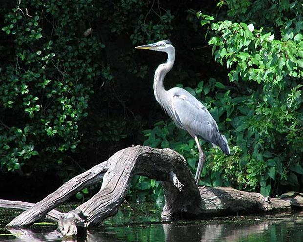 Great Blue Heron