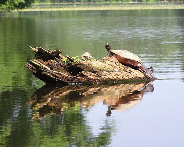 Turtle at Millsboro Pond