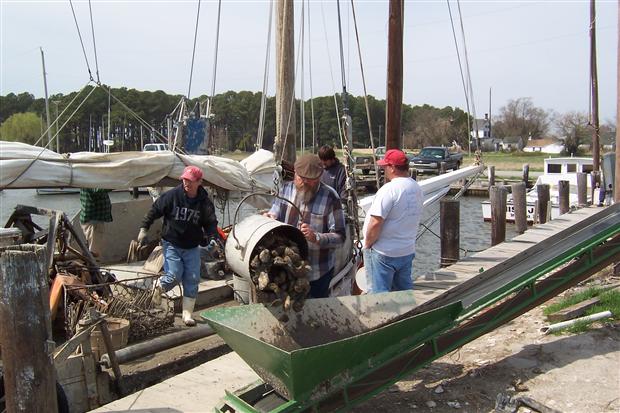 Oysters Dumped on Conveyor