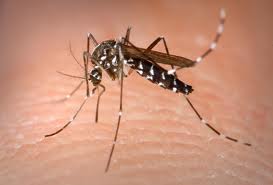 Asian Tiger Mosquito