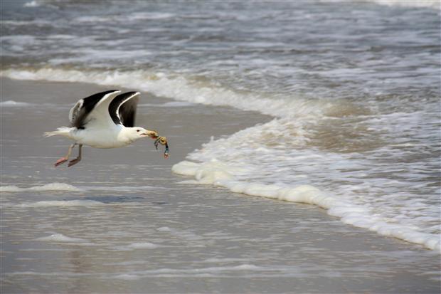 Seagulls Lunch