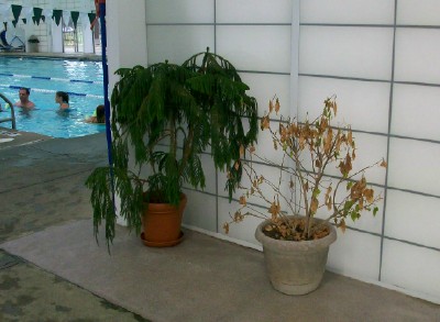 Sports Core Plants