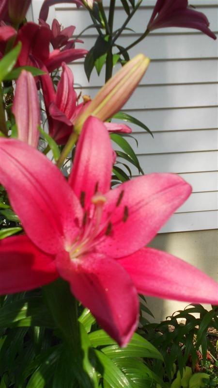 lillies