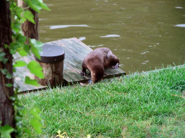 Otter