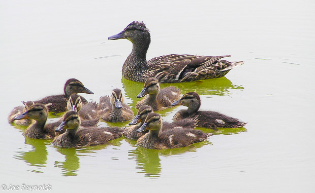 South Gate Ducks