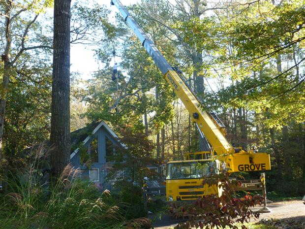 Tree Removal