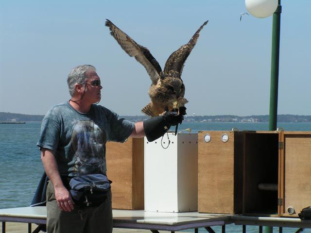 Eagle Owl 