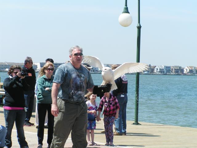 Snowy Owl