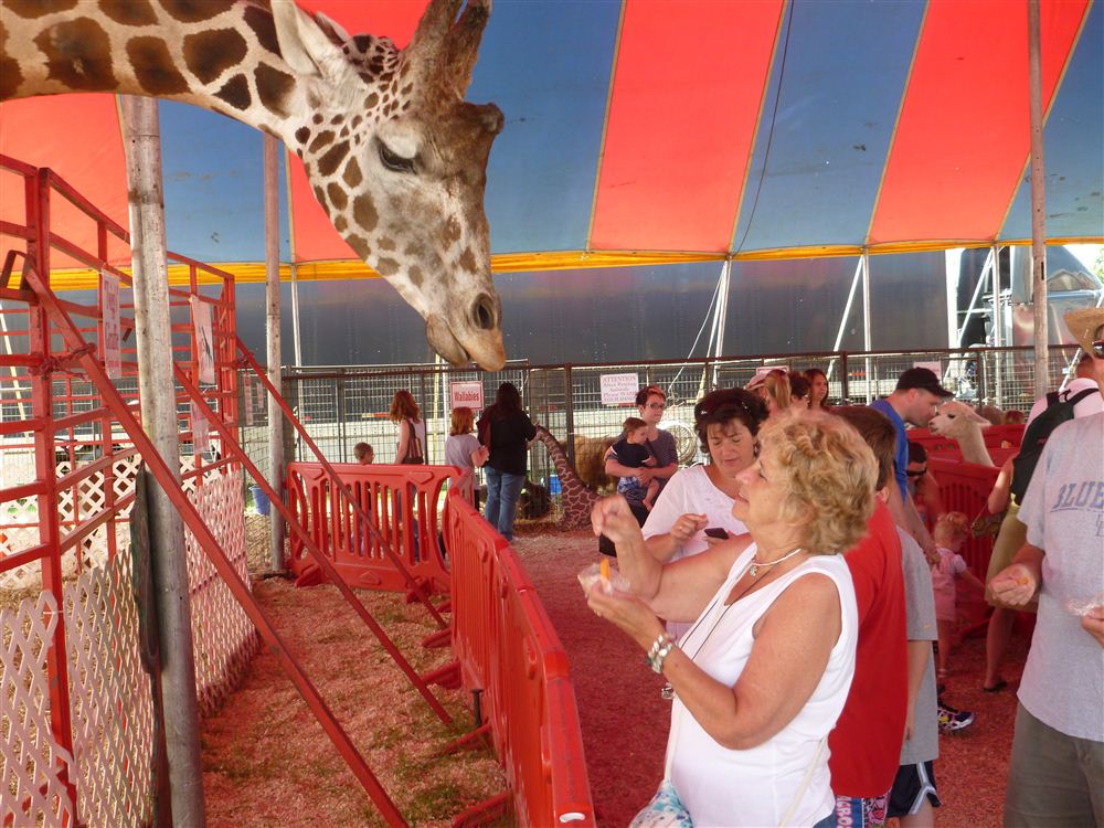 Giraffe Feeding