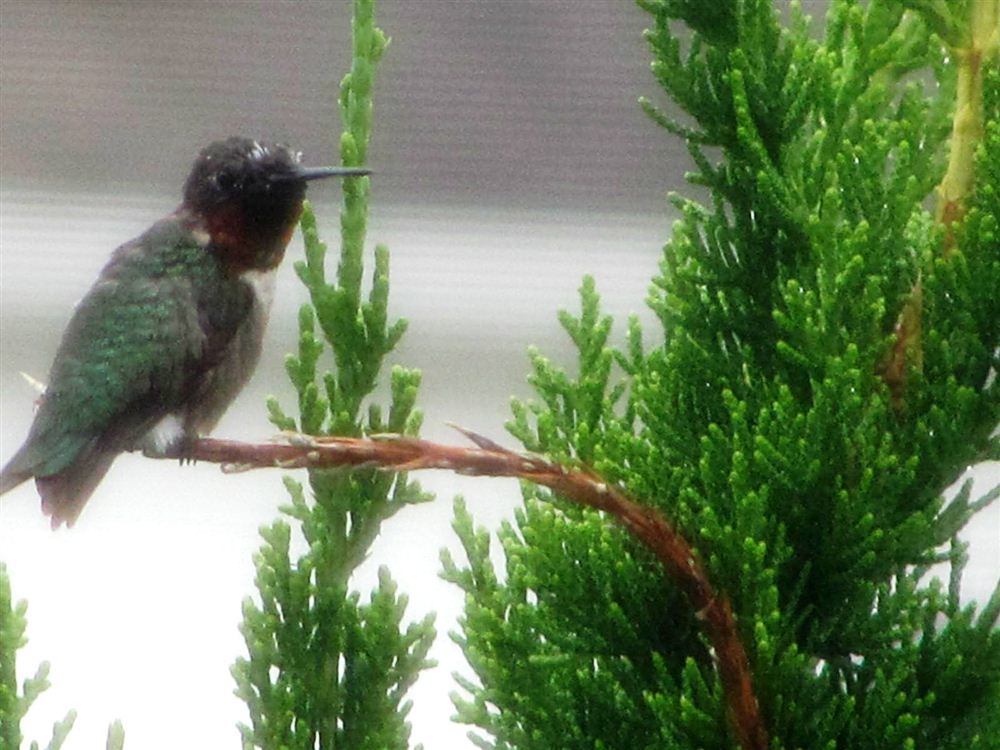 Perched Hummingbird