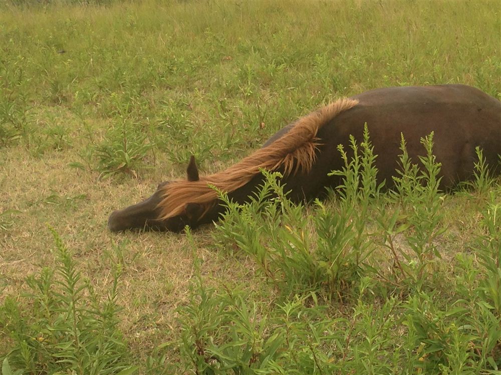 Assateaque Ponies