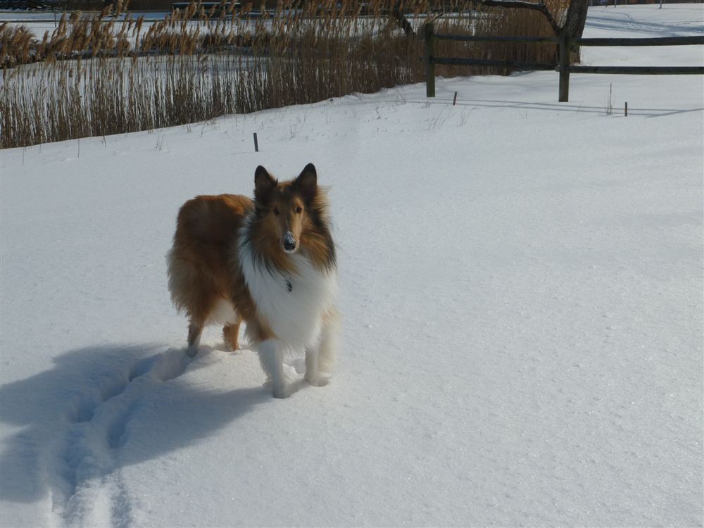 Tobi Enjoys Snow