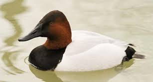 Canvasback