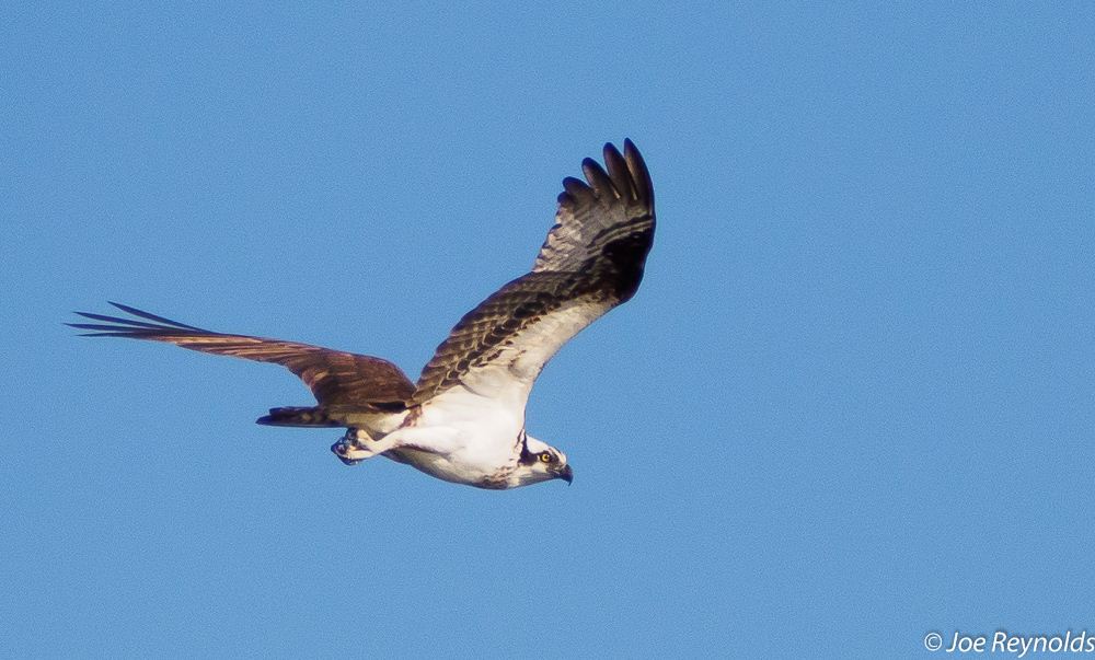 Osprey