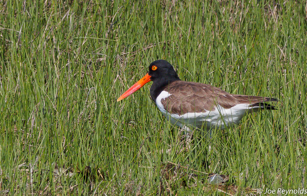 Oyster Catcher