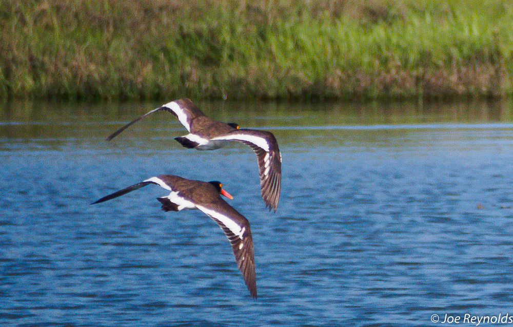 On the Wing