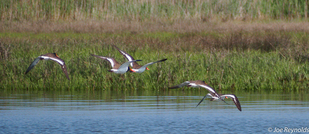 On the Wing