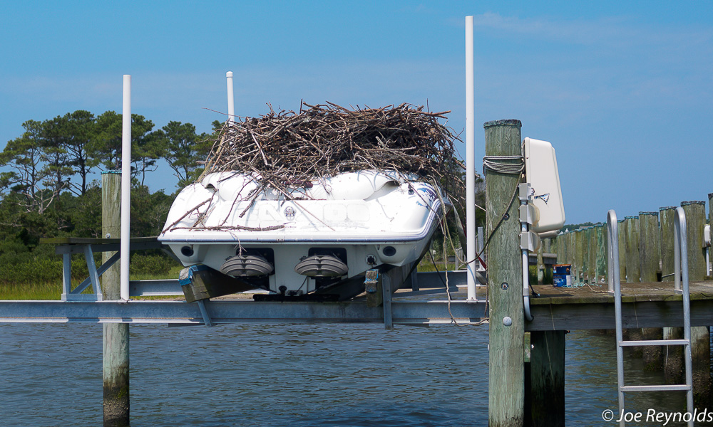 Osprey Nest