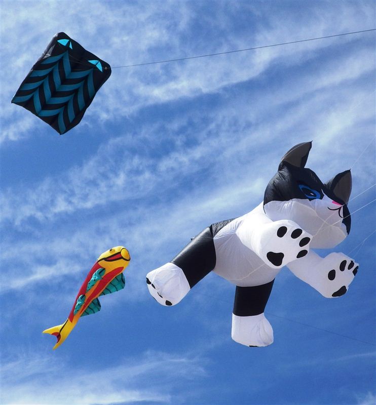 Fish and cat kites