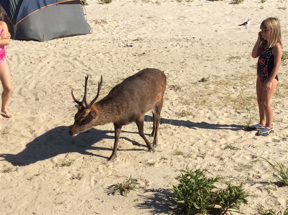 Assateaque deer