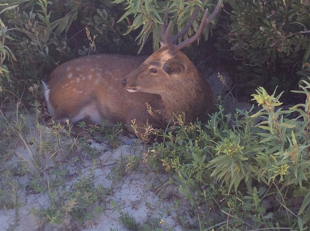 Assateaque deer