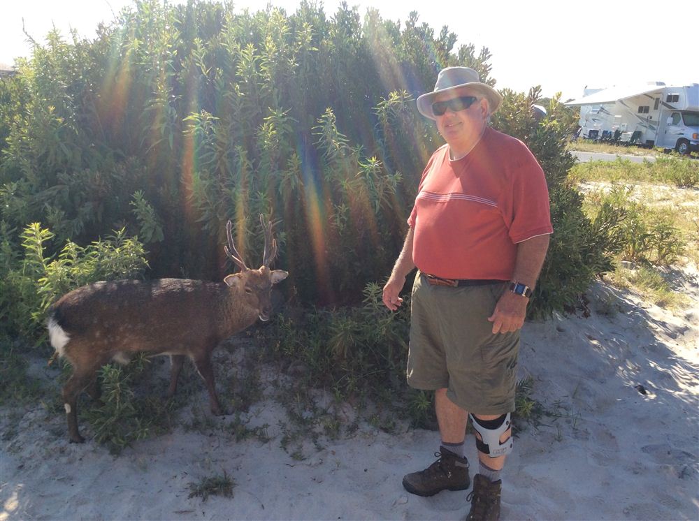 Assateaque deer