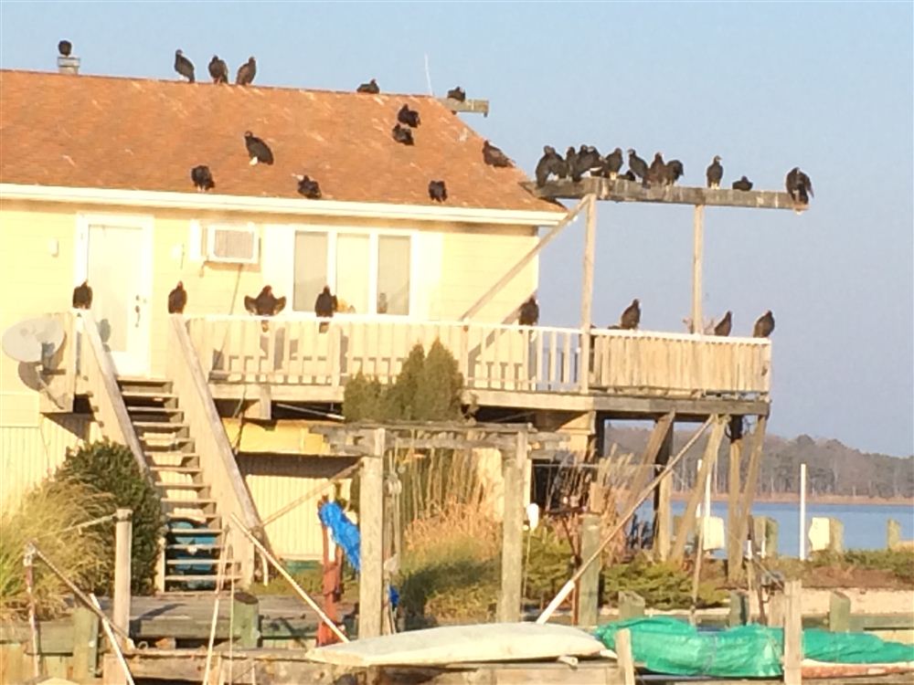 Turkey Vultures