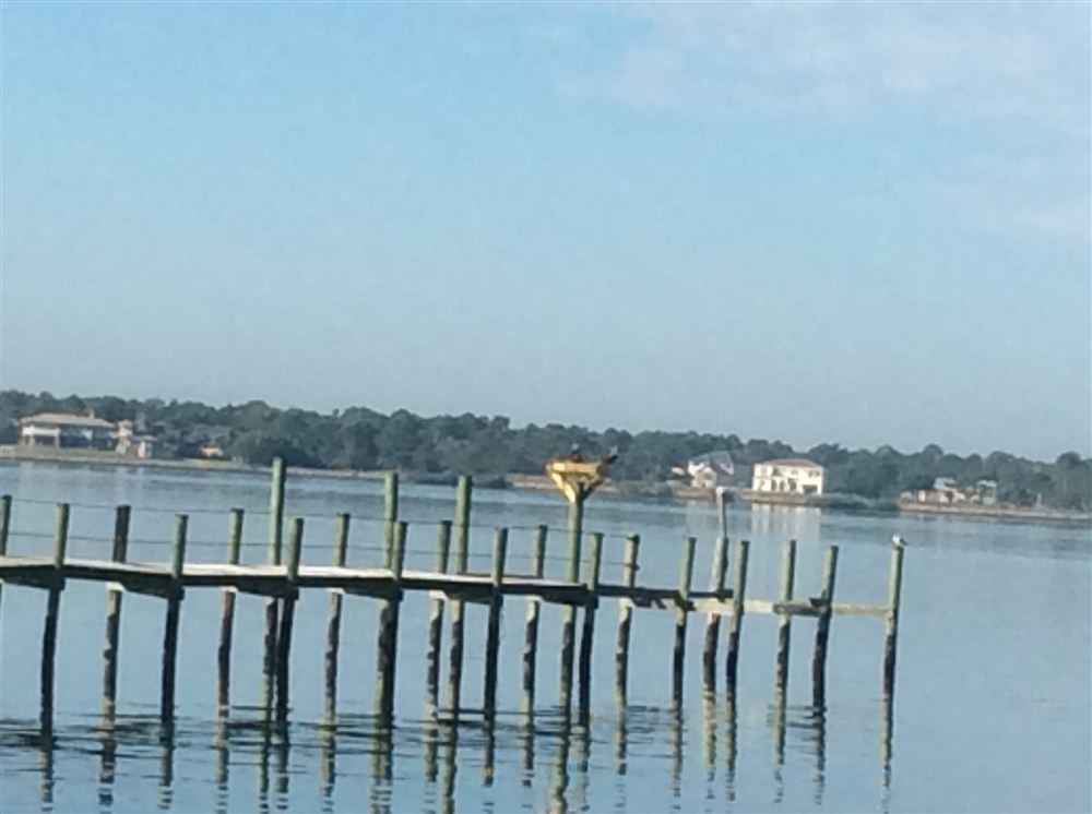 Osprey nesting