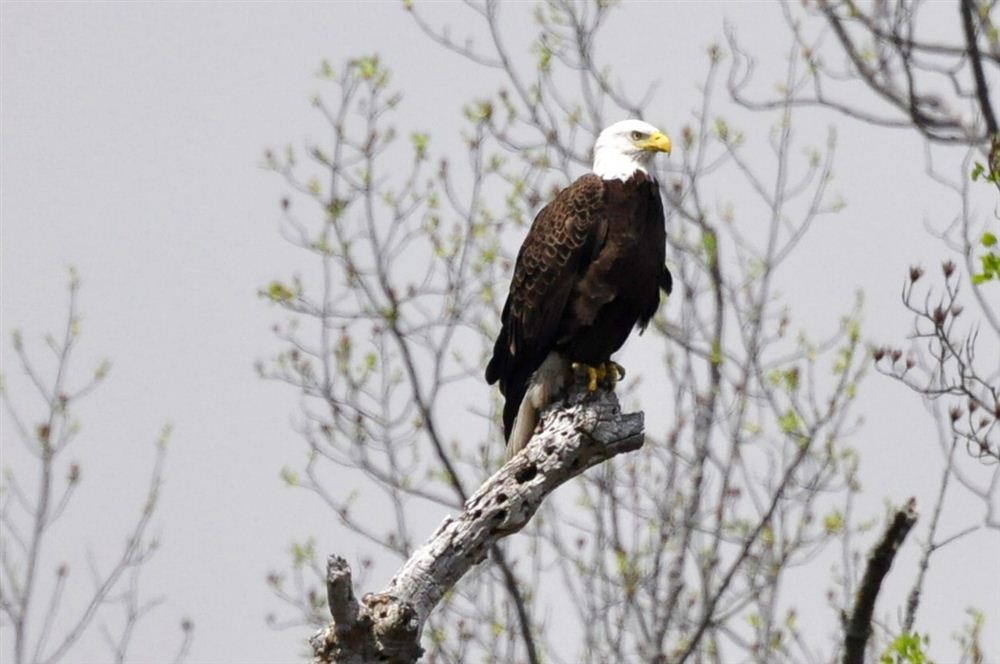 Eagle at South Gate pond