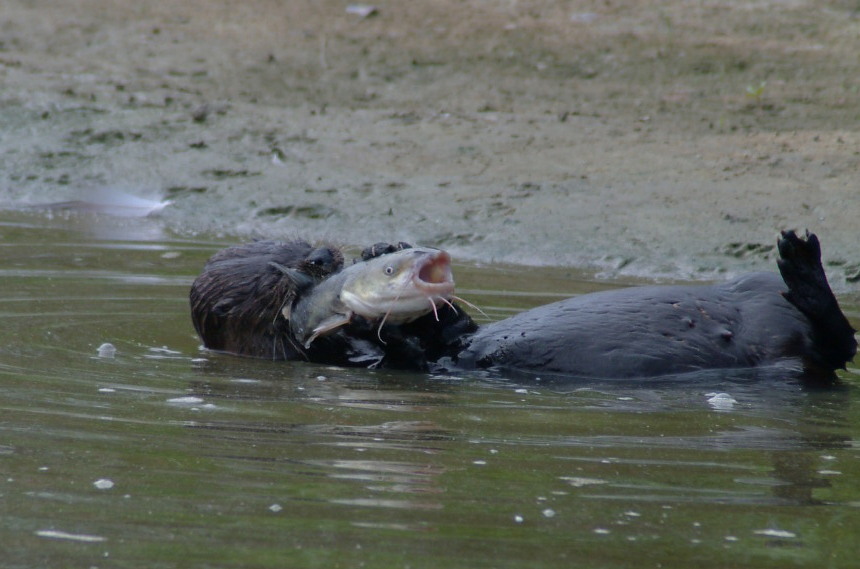 otter