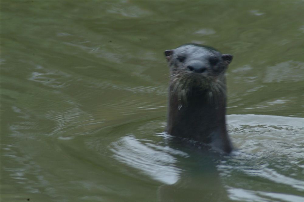 otter looks